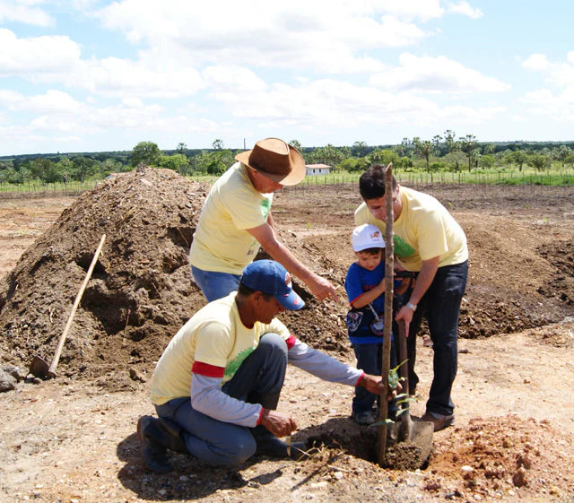 Ceará Renewable Energy Project, Brazil